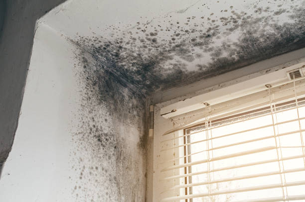 Affordable Mold Cleanup solutions in Camp Hill, PA